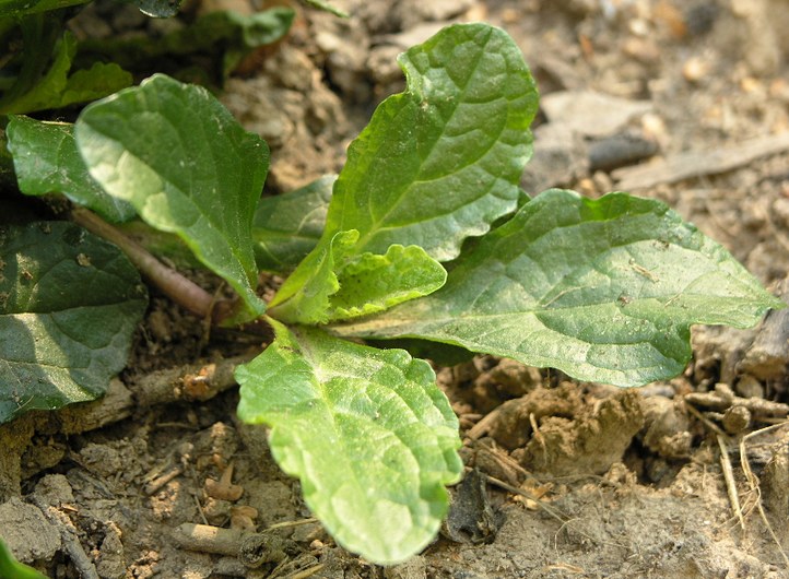 Staude aus der Familie der Lamiaceae. Vorkommen in Europa, Nord-Iran, Nord-Afrika und Nord-Amerika.