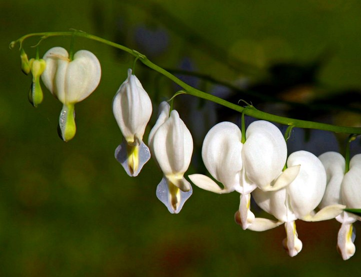 Staude aus der Familie der Papaveraceae. Herkunft Asien, China, Korea, Mandschurei.