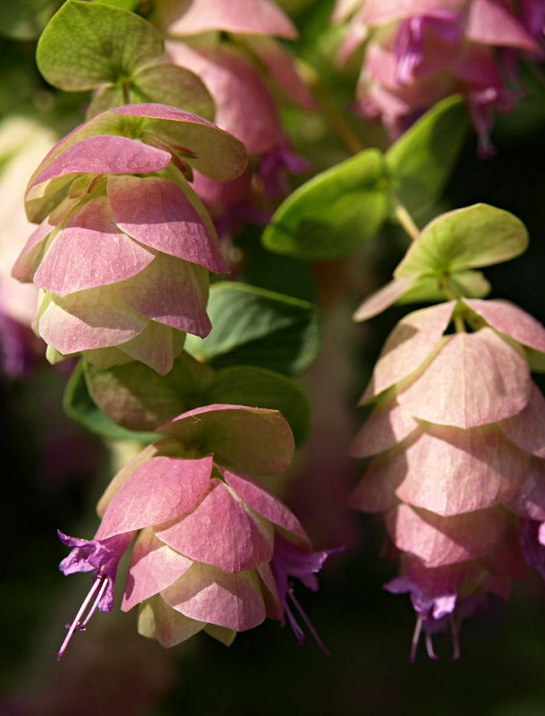 Staude aus der Familie der Lamiaceae. Herkunft Asien, Kaukasus, Armenien.