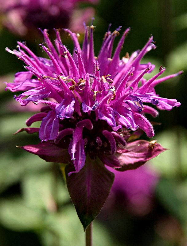 Einjährige Pflanze aus der Familie der Lamiaceae. Herkunft Nordamerika (Kanada und USA).