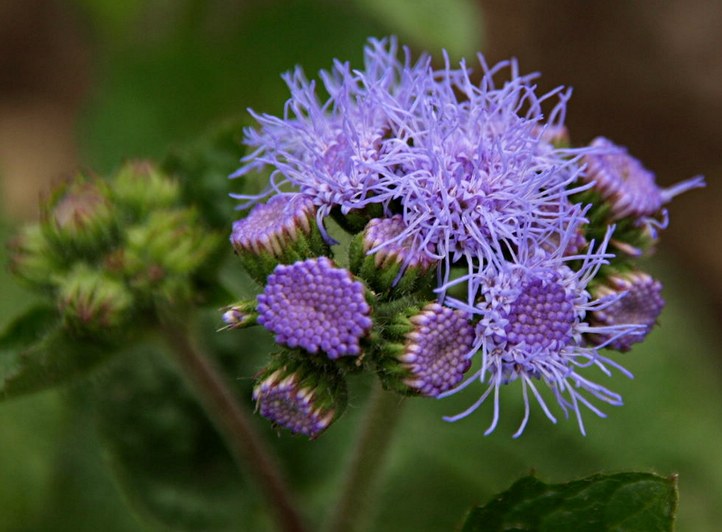 Einjährige Pflanze aus der Familie der Asteraceae. Herkunft Süd- und Mittelamerika, Belize.