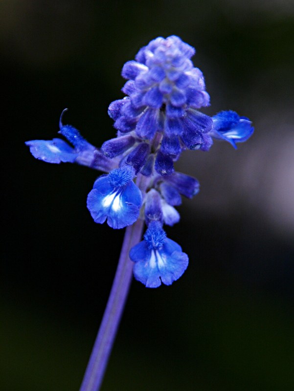 Staude aus der Familie der Lamiaceae. Herkunft Nordamerika, Texas, Mexiko.