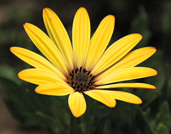 Einjährige Pflanze aus der Familie der Asteraceae. Herkunft Südafrika.