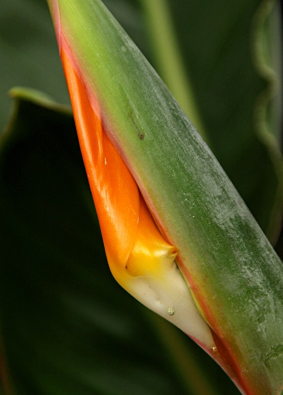 Staude aus der Familie der Streliziaceae. Herkunft Südafrika.