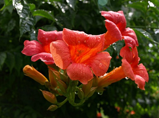 Gehölz aus der Familie der Bignoniaceae. Herkunft Nord-Amerika.