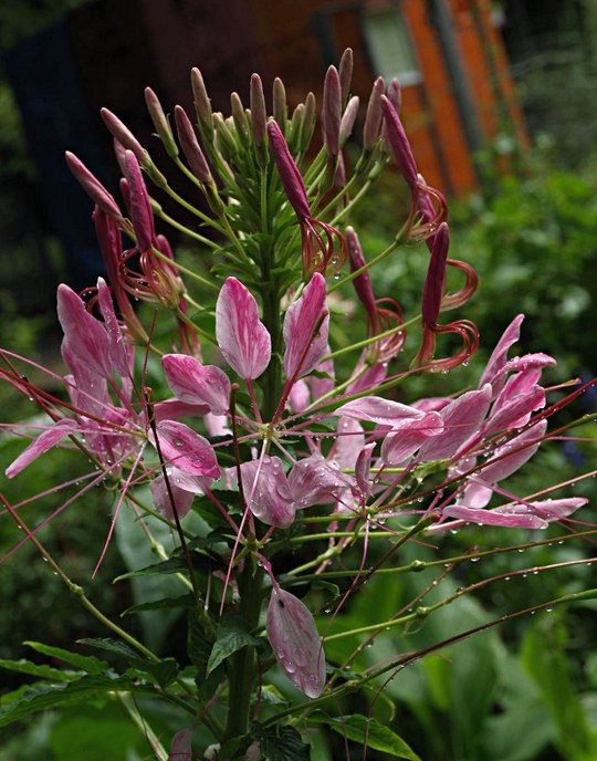 Einjährige Pflanze aus der Familie der Capparaceae. Herkunft Südamerika.