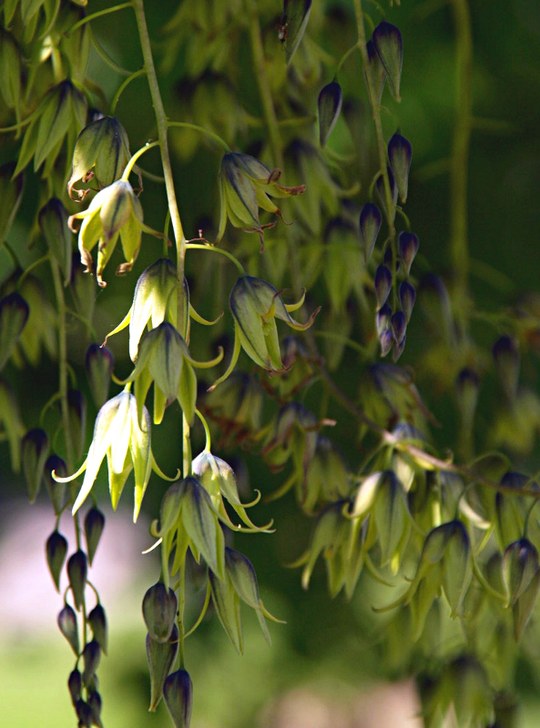 Gehölz aus der Familie der Lardizabalaceae. Herkunft Asien.