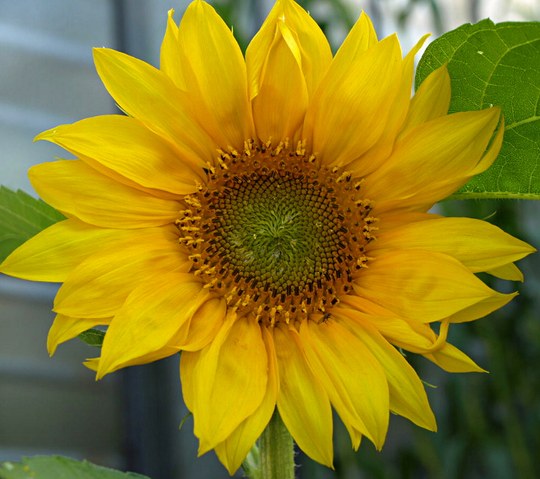 Einjährige Pflanze aus der Familie der Asteraceae. Herkunft Nordamerika und Mexiko.