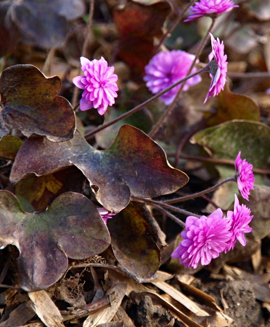 Staude aus der Familie der Ranunculaceae. Kulturform.