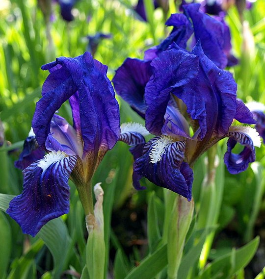 Staude aus der Familie der Iridaceae. Kulturform.