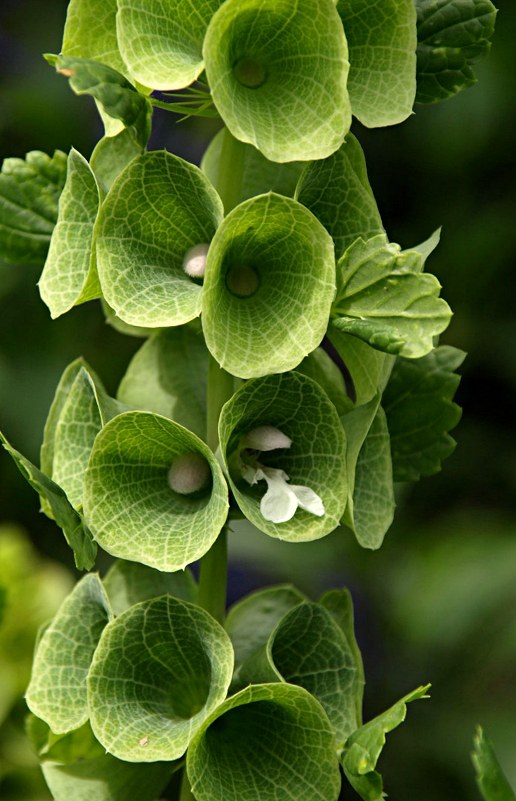 Einjährige Pflanze aus der Familie der Lamiaceae. Vorkommen im Mittelmeerraum.