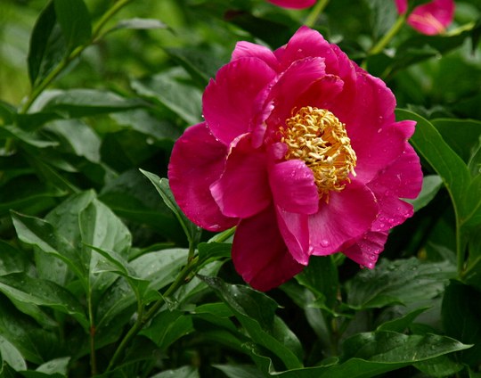 Gehölz aus der Familie der Paeoniaceae. Kulturform.