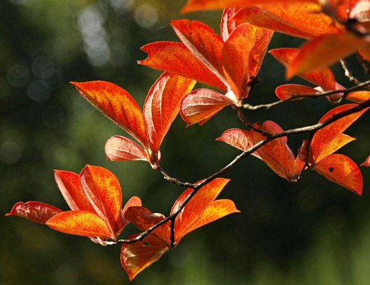 Gehölz aus der Familie der Theaceae. Herkunft Japan.