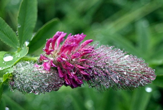 Staude aus der Familie der Fabaceae. Vorkommen in Europa und der Türkei.