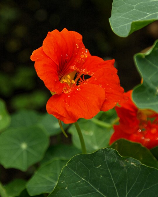 Einjährige Pflanze aus der Familie der Tropaeolaceae. Herkunft Südamerika.