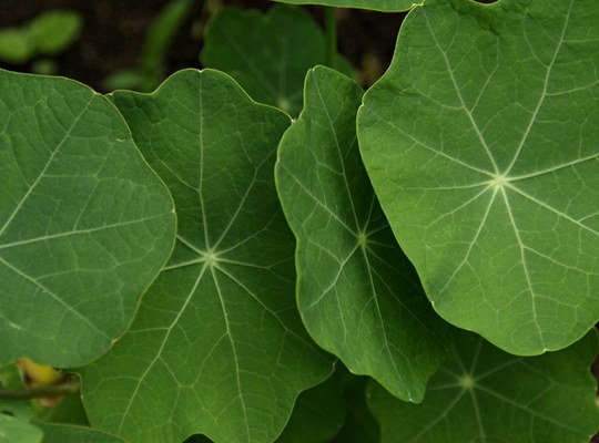 Einjährige Pflanze aus der Familie der Tropaeolaceae. Herkunft Südamerika.