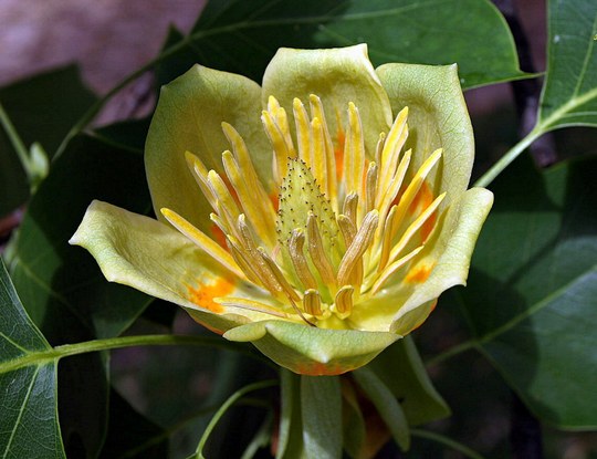 Gehölz aus der Familie der Magnoliaceae. Herkunft Nordamerika/ USA.