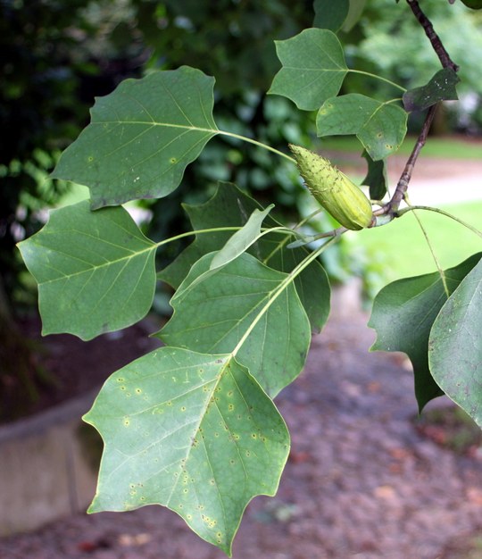 Gehölz aus der Familie der Magnolidaceae. Herkunft Nordamerika/ USA.