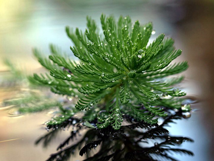 Staude aus der Familie der Haloragaceae. Herkunft Südamerika.