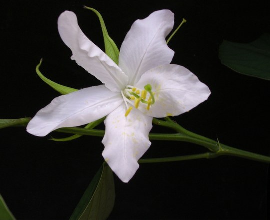 Aus der Familie der Fabaceae. Herkunft der Gattung tropische und subtropische Gebiete weltweit.