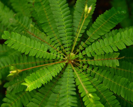 Vertreterin der Familie der Oxalidaceae. Vorkommen Regen- und Nebelwälder der Tropen Südamerikas, Madagaskars und Süd-Asien.