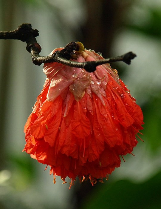 Strauch aus der Familie der Fabaceae. Vorkommen in den tropischen Regionen Amerikas.