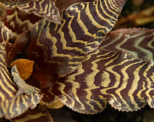 Staude aus der Familie der Bromeliaceae. Herkunft Brasilien.