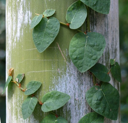 Vertreterin der Moraceae aus Asien.