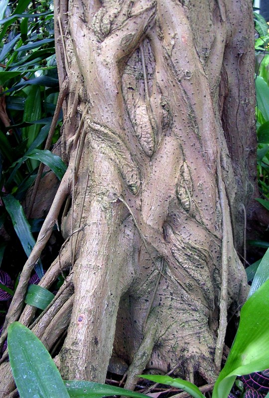 Baum aus der Familie der Moraceae. Herkunft östlicher Mittelmeerraum und Afrika.