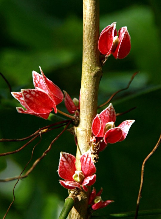Strauch aus der Familie der Malvaceae. Vorkommen in Brasilien.