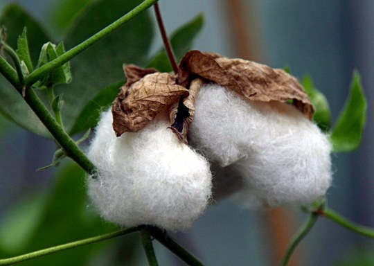 Strauch aus der Familie der Malvaceae. Herkunft Asien.