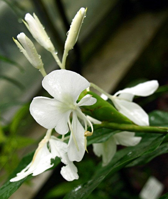 Staude aus der Familie der Zingiberaceae. Vorkommen in Indien und Sri Lanka.