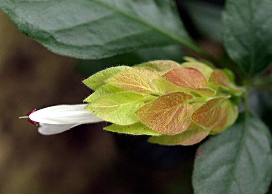 Immergrüner Strauch aus der Familie der Acanthaceae. Vorkommen in Mexiko.