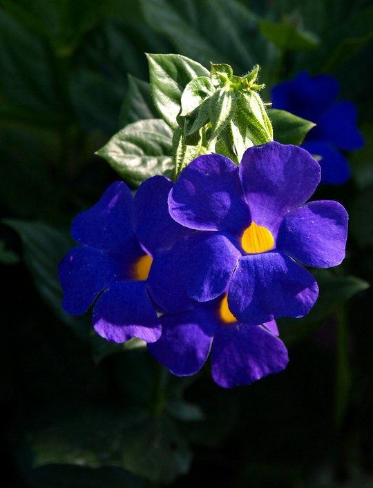 Strauch aus der Familie der Acanthaceae. 