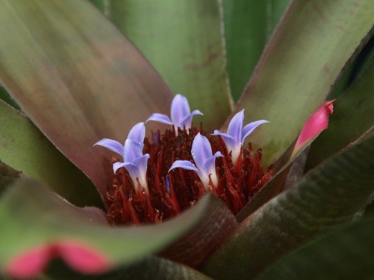 Epiphyt aus der Familie der Bromeliaceae. 