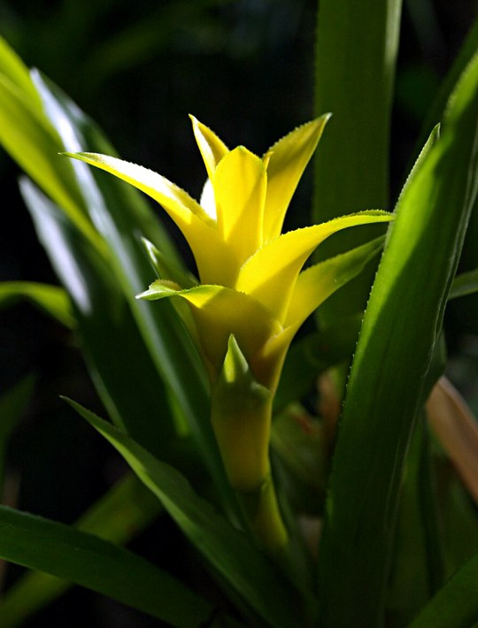 Epiphyt aus der Familie der Bromeliaceae.