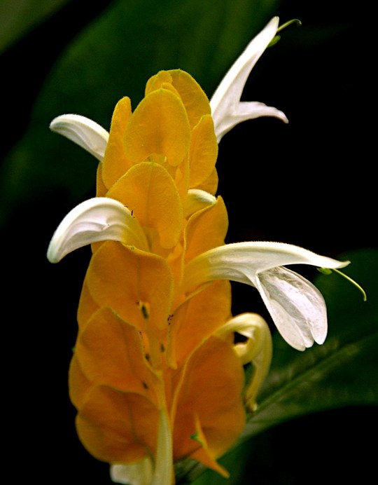 Staude aus der Familie der Acanthaceae. Herkunft Peru.