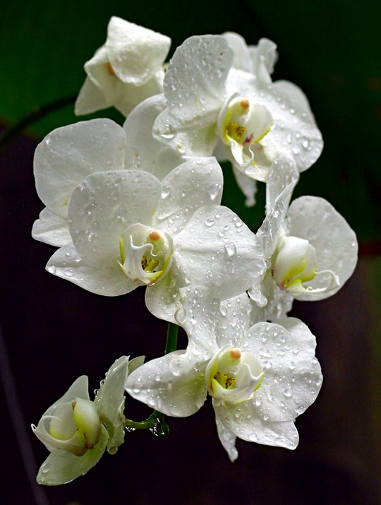 Aus der Familie der Orchidaceae. Herkunft tropische Regenwälder Südostasiens.