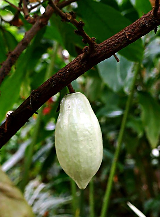 Baum aus der Familie der Malvaceae. Natürliches Vorkommen in den Regenwäldern Lateinamerikas.