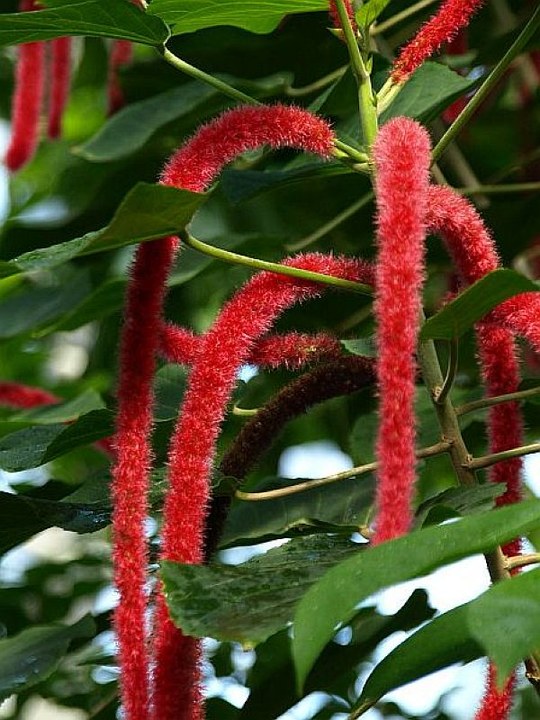 Strauch aus der Familie der Euphorbiaceae. Natürliches Vorkommen in Neuguinea.