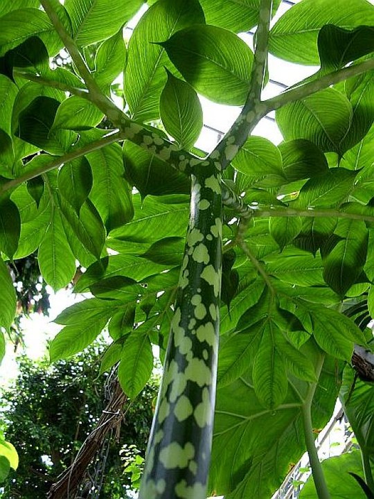 Geophyt aus der Familie der Araceae. Herkunft Indien.