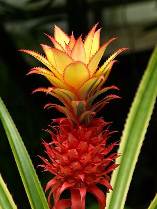 Staude aus den tropischen Gebieten Amerikas. Familie der Bromeliaceae.