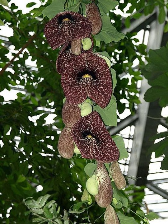 Kletterpflanze aus der Familie der Aristolochiaceae.