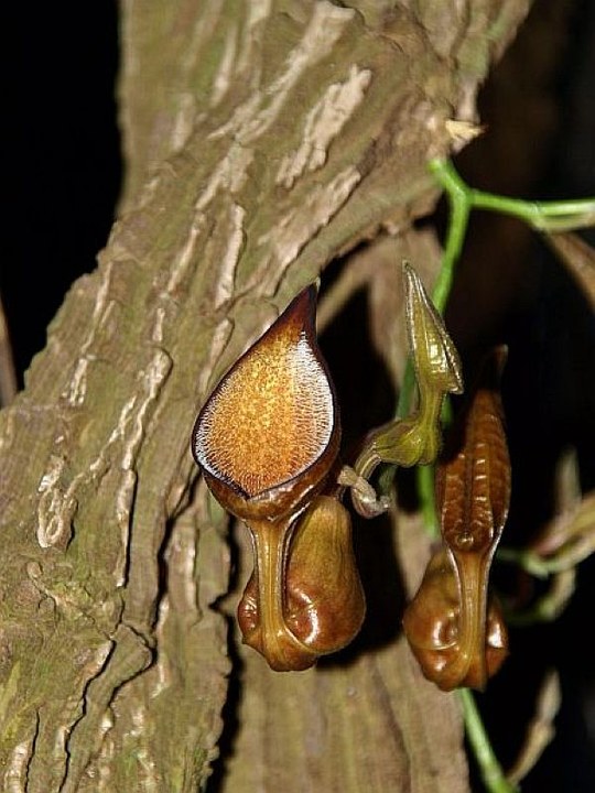 Südamerikanische Vertreterin der Familie der Aristolochiaceae.