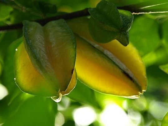 Baum aus der Familie der Oxalidaceae. Natürliche Vorkommen in Südostasien, weltweit in den Tropen und Subtropen kultiviert.