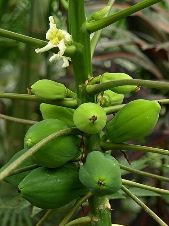 Baum aus der Familie der Caricaceae. Herkunft vermutlich Mexiko.