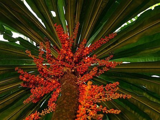 Baum aus der Familie der Primulaceae. Herkunft Mittel- und Südamerika.