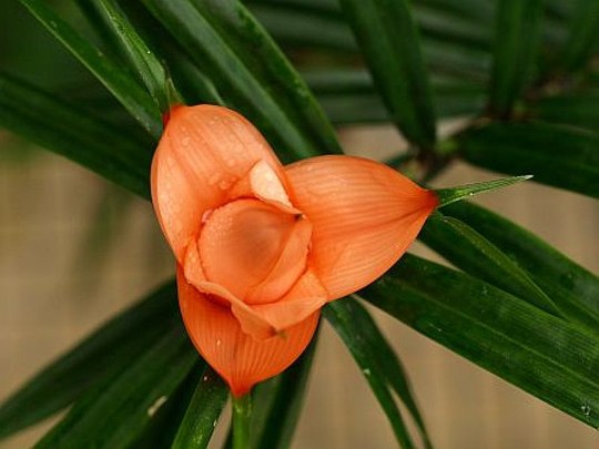 Vertreter der Familie der Pandanaceae.