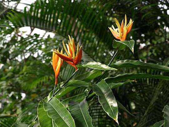 Staude aus der Familie der Heliconiaceae. Herkunft Guatemala.