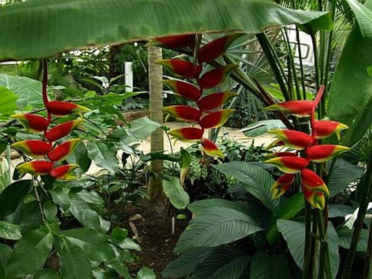 Vertreterin der Familie der Heliconiaceae aus dem tropischen Amerika.